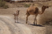 טיול בסימן המורשת הבדואית